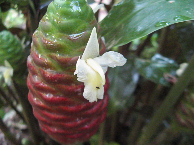 ไพลดำ Zingiber ottensii Valeton<br/>Zingiberaceae